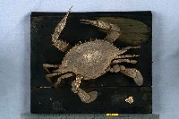 藏品(三齒梭子蟹)的圖片